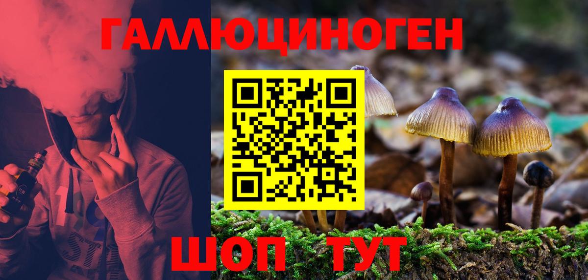 Дальнегорск  Псилоцибиновые грибы Psilocybine cubensis  Вход с VPN 