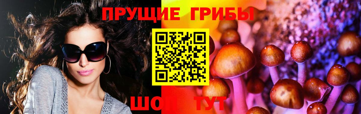 Галлюциногенные грибы Psilocybine cubensis Дальнегорск
